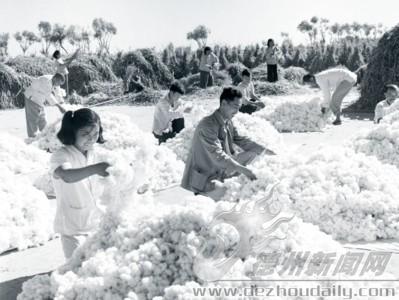 1959年，平原縣董王莊人民公社棉花大豐收。